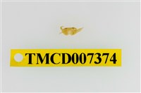 藏品(雙色澤蟹)的圖片